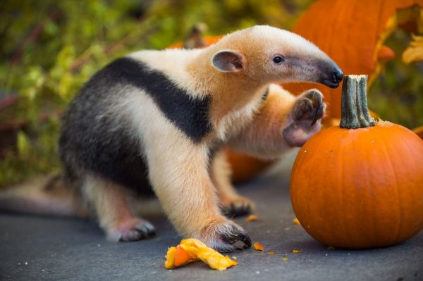 Zoo Boo, Point Defiance Zoo